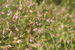 Jacksonia thesioides
