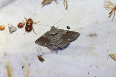 Zale submediana