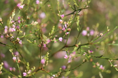 Jacksonia thesioides
