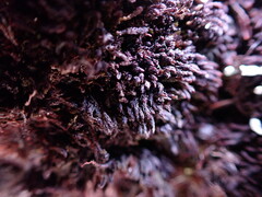 Andreaea
