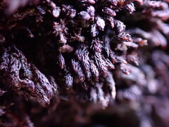Andreaea