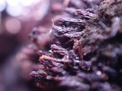 Andreaea