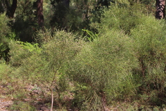 Jacksonia thesioides