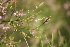 Jacksonia thesioides