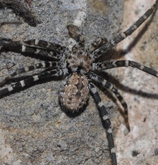 Hersiliola macullulata