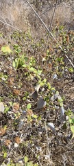 Ambrosia chenopodiifolia