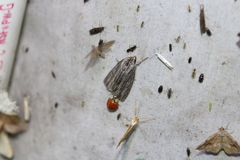 Acronicta lithospila