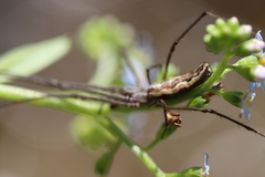 Tetragnatha versicolor