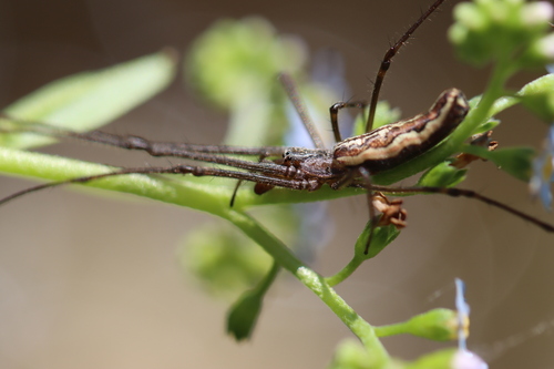 Tetragnatha versicolor