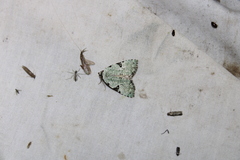 Leuconycta diphteroides