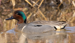 Anas crecca carolinensis