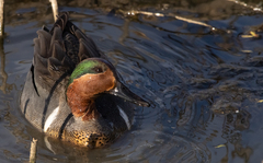 Anas crecca carolinensis