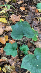 Hydrophyllum canadense