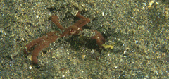 Oncinopus