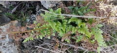 Asplenium adiantum-nigrum corunnense