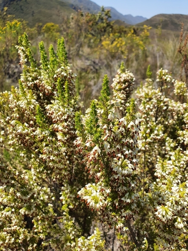 Image of Erica penicilliformis by (c) Michael D. Pirie, some rights reserved (CC BY)