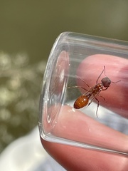 Pogonomyrmex occidentalis