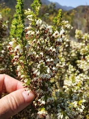 Erica penicilliformis