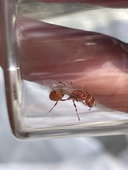 Pogonomyrmex occidentalis