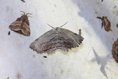 Lytrosis unitaria