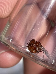 Pogonomyrmex occidentalis