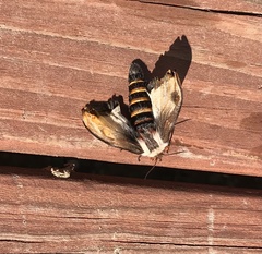 Hemileuca nevadensis