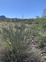 Asclepias subulata