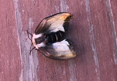 Hemileuca nevadensis