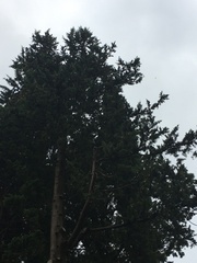 Cupressus sempervirens