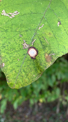 Mycosphaerella fraxinicola