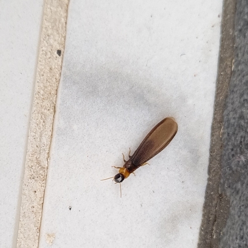 Yellownecked Dry-wood Termite photo 5