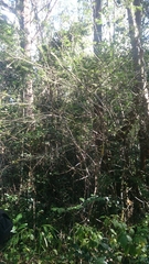 Dichrostachys tenuifolia