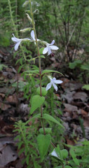 Carlowrightia mcvaughii
