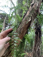 Blechnum filiforme