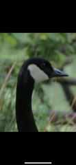 Branta canadensis