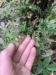 Blechnum filiforme