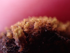 Grimmia torquata