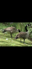 Branta canadensis