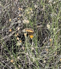 Chlosyne californica