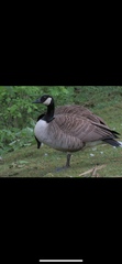 Branta canadensis