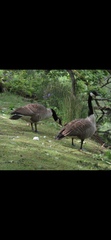 Branta canadensis