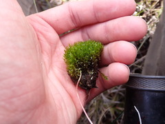 Ptychostomum