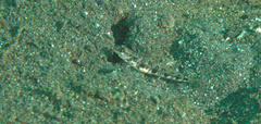 Gobiidae