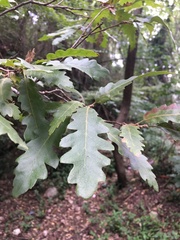 Quercus cerris
