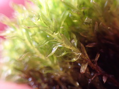 Ptychostomum