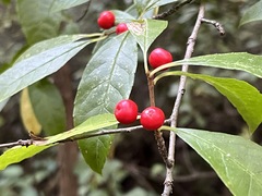 Ilex laevigata