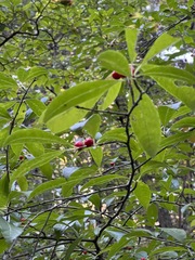Ilex laevigata