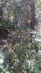 Dichrostachys tenuifolia