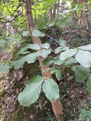 Fraxinus ornus