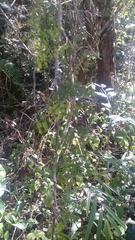 Dichrostachys tenuifolia